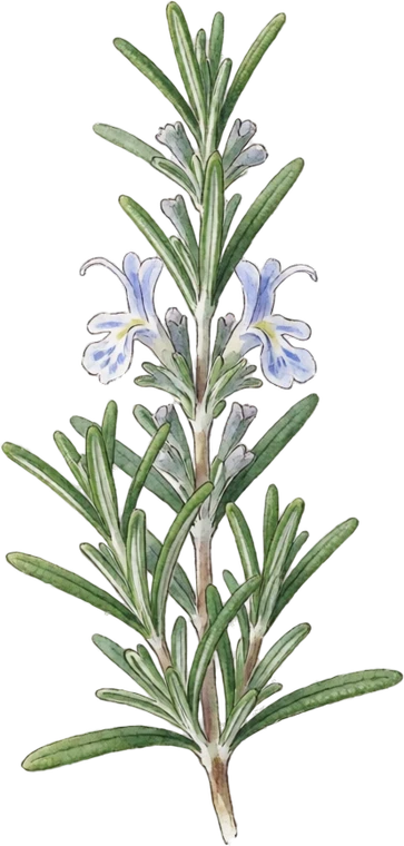 Botanical illustration of Rosemary