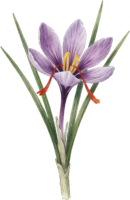 Botanical illustration of Saffron Crocus