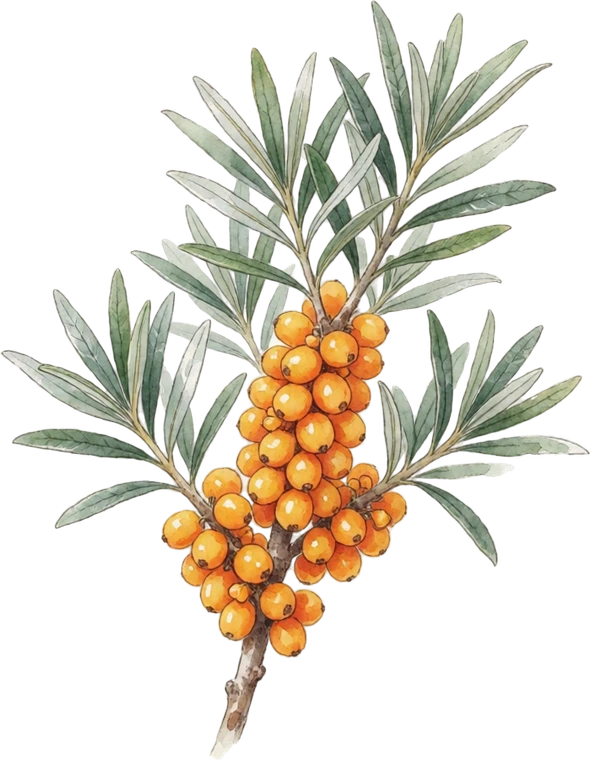 Botanical illustration of Sea Buckthorn