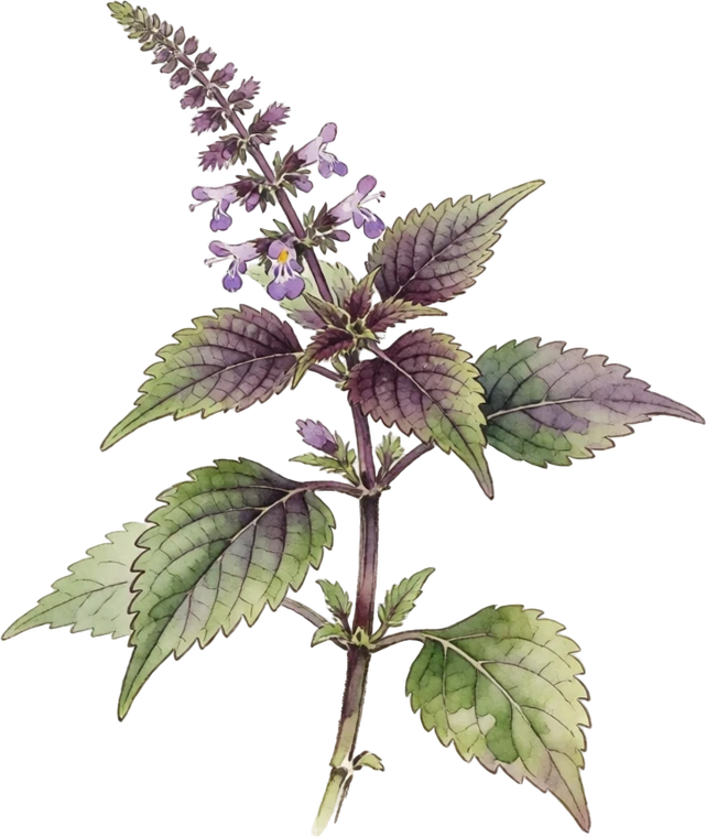 Botanical illustration of Perilla (Shiso)