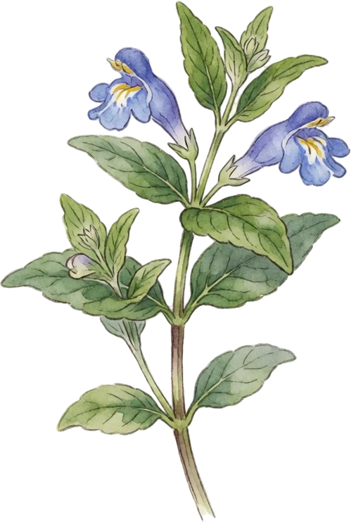 Botanical illustration of Skullcap