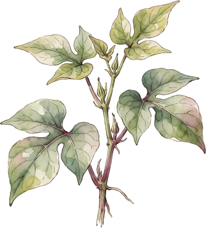 Botanical illustration of Sweet Potato