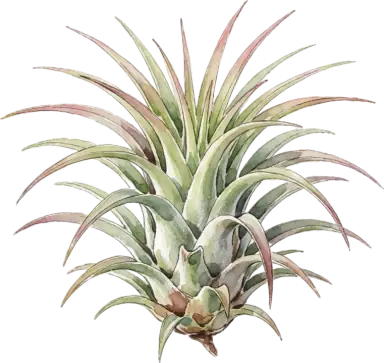 Air Plant