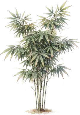 Bamboo
