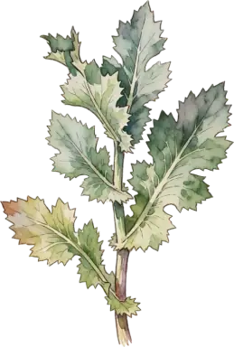 Breadseed Poppy