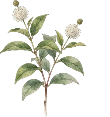 Buttonbush