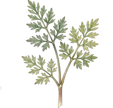 Caraway