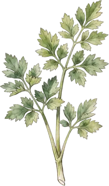 Celery