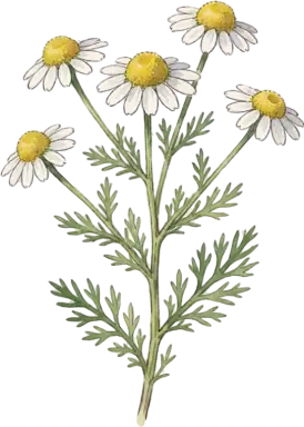 German Chamomile