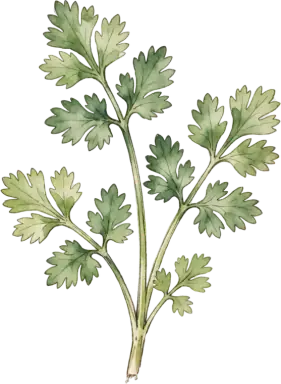 Cilantro / Coriander