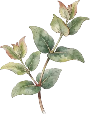 Coral Honeysuckle