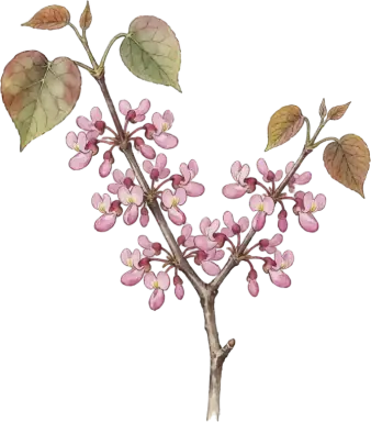 Eastern Redbud
