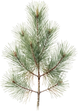 Eastern White Pine