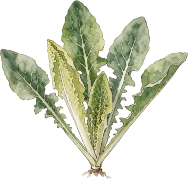 Endive & Escarole