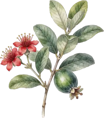 Pineapple Guava (Feijoa)