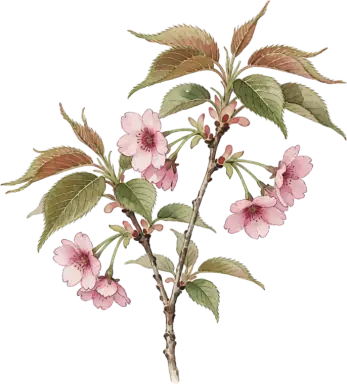 Flowering Cherry