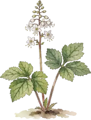 Foamflower