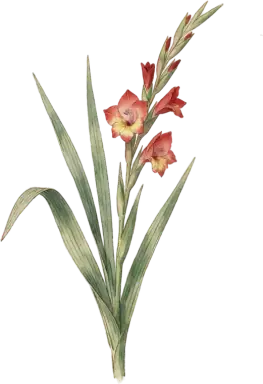 Gladiolus