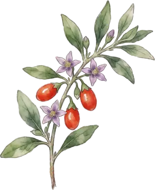 Goji Berry