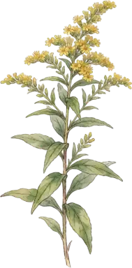 Goldenrod