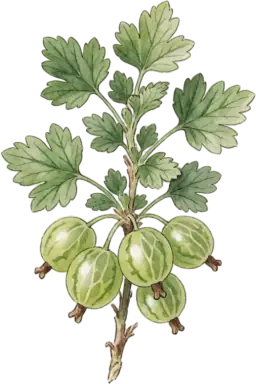 Gooseberry