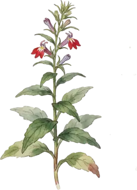 Great Blue Lobelia