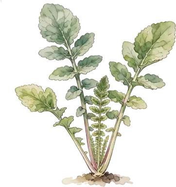 Horseradish