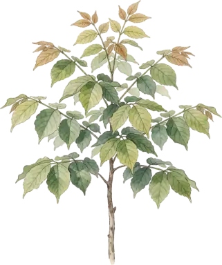 Kentucky Coffeetree