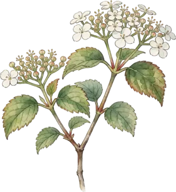 Koreanspice Viburnum