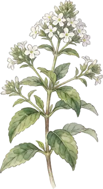 Lemon Verbena