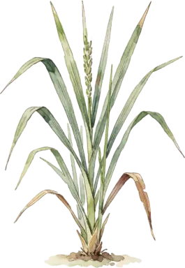 Lemongrass