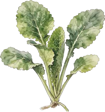 Mustard Greens