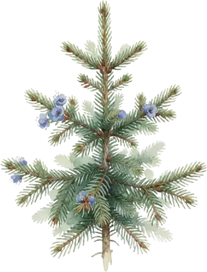 Norway Spruce