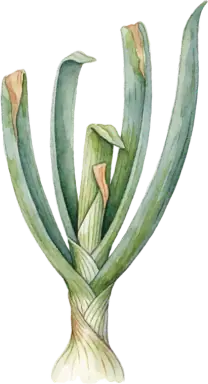 Onion