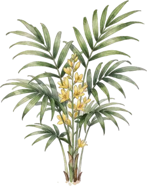 Parlor Palm