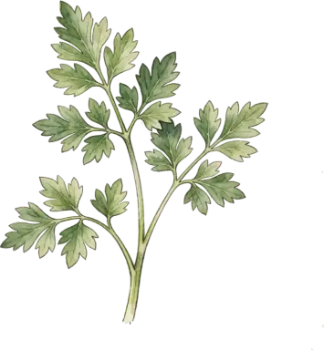 Parsley