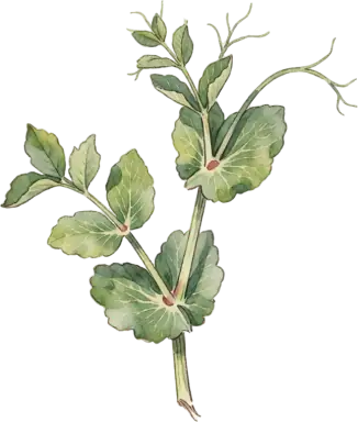 Pea