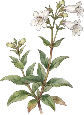 Penstemon (Beardtongue)