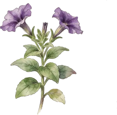 Petunia