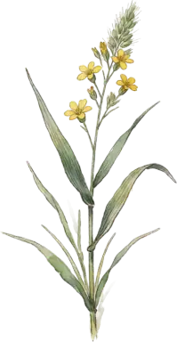 Prairie Dropseed