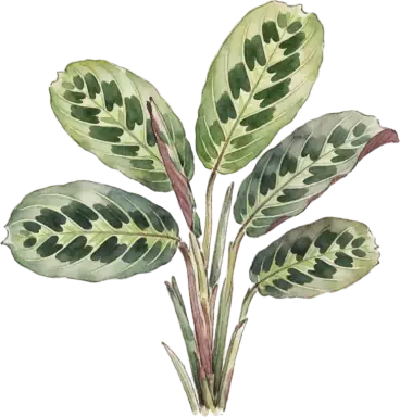 Prayer Plant