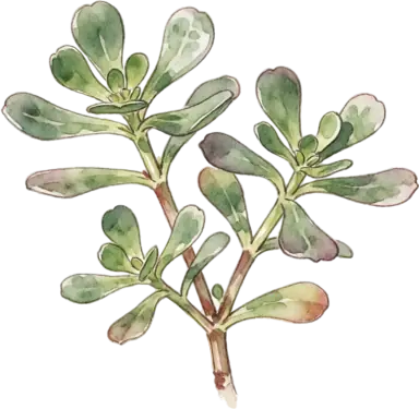 Purslane