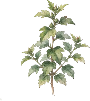 Rose of Sharon