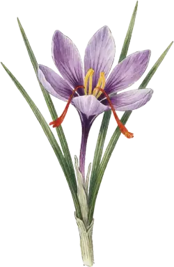 Saffron Crocus