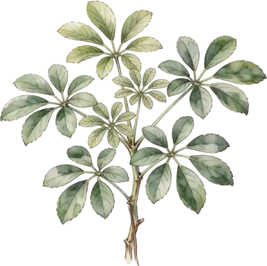 Schefflera (Umbrella Plant)