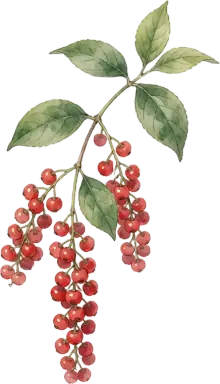 Schisandra
