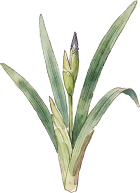 Siberian Iris