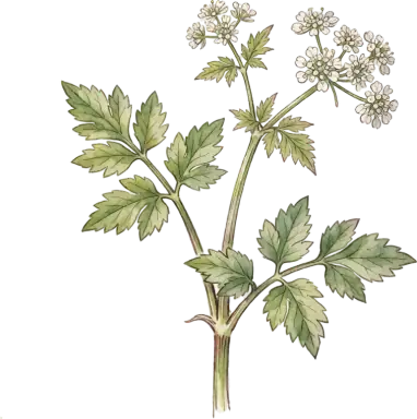 Skirret
