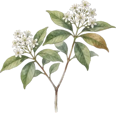 Sourwood