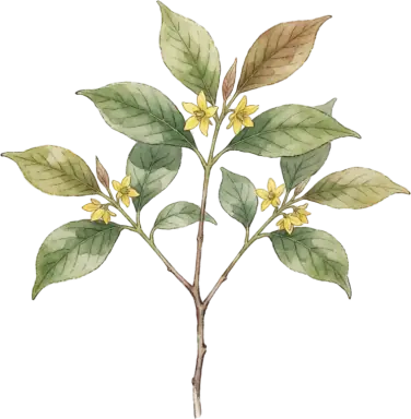 Spicebush